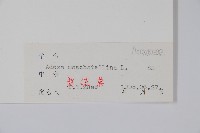 五福花藏品圖，第2張