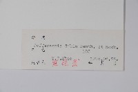 鮮黃連藏品圖，第2張