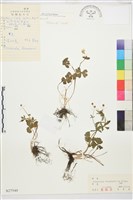 深山毛茛藏品圖，第1張