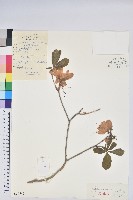 大字杜鵑藏品圖，第1張