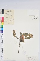 照白杜鵑藏品圖，第1張