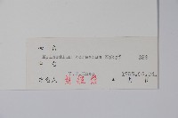 謠羊藿藏品圖，第2張