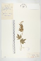白花碎米薺藏品圖，第1張