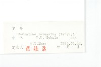 白花碎米薺藏品圖，第3張