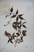 東北接骨木藏品圖，第1張