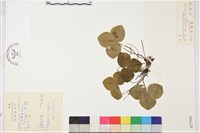 獐耳細辛藏品圖，第1張