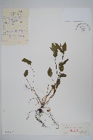 森林附地菜藏品圖，第1張