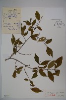 毛脈黑忍冬藏品圖，第1張