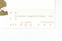 翼柄碎米薺藏品圖，第3張