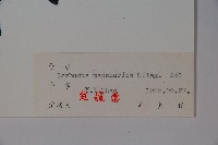 東北接骨木藏品圖，第2張