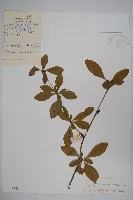 大葉小蘗藏品圖，第1張