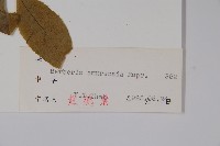 大葉小蘗藏品圖，第2張