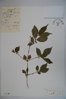 金花忍冬藏品圖，第1張