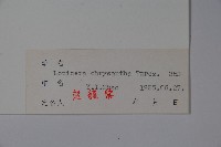 金花忍冬藏品圖，第2張