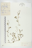 焊菜藏品圖，第1張