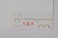 毛接骨木藏品圖，第2張