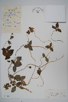 羊乳、四葉參藏品圖，第1張