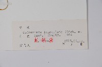 羊乳、四葉參藏品圖，第2張