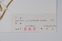 紅毛七藏品圖，第2張