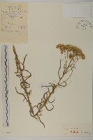 蓍草藏品圖，第1張