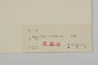 蓍草藏品圖，第3張