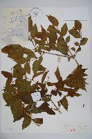 金銀忍冬藏品圖，第1張