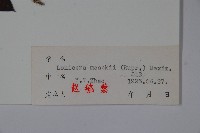 金銀忍冬藏品圖，第2張