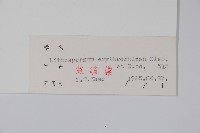 紫草藏品圖，第2張