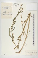 花旗竿藏品圖，第1張