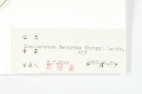 花旗竿藏品圖，第3張