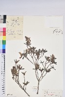 興安杜鵑，野杜鵑藏品圖，第1張