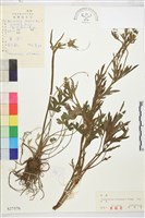 茴茴蒜藏品圖，第1張