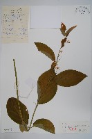 潮風草藏品圖，第1張