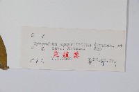 潮風草藏品圖，第2張