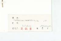 小花碎米薺藏品圖，第3張