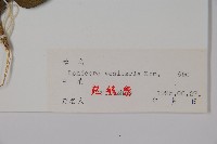 波葉忍冬藏品圖，第2張