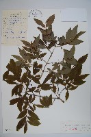 華北忍冬藏品圖，第1張