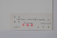 華北忍冬藏品圖，第2張