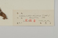 貓兒菊藏品圖，第3張