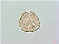 荇菜藏品圖，第2張