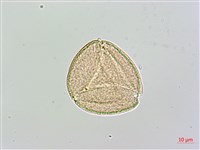 荇菜藏品圖，第3張