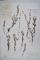 多苞斑種草藏品圖，第1張