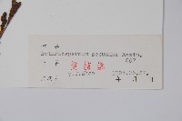 多苞斑種草藏品圖，第2張