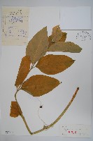 牛皮消、白薇藏品圖，第1張