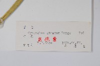 牛皮消、白薇藏品圖，第2張