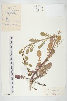 山芥菜藏品圖，第1張