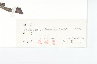 山芥菜藏品圖，第3張