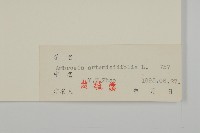 豬草、瘤果菊藏品圖，第3張