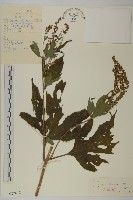 三裂豚草藏品圖，第1張