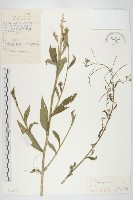 垂果南芥菜藏品圖，第1張